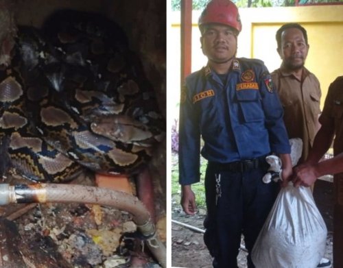 Damkar Pekanbaru evakuasi ular piton jumbo berkeliaran di halaman Kantor Dinas Kebudayaan Riau (foto/ist)